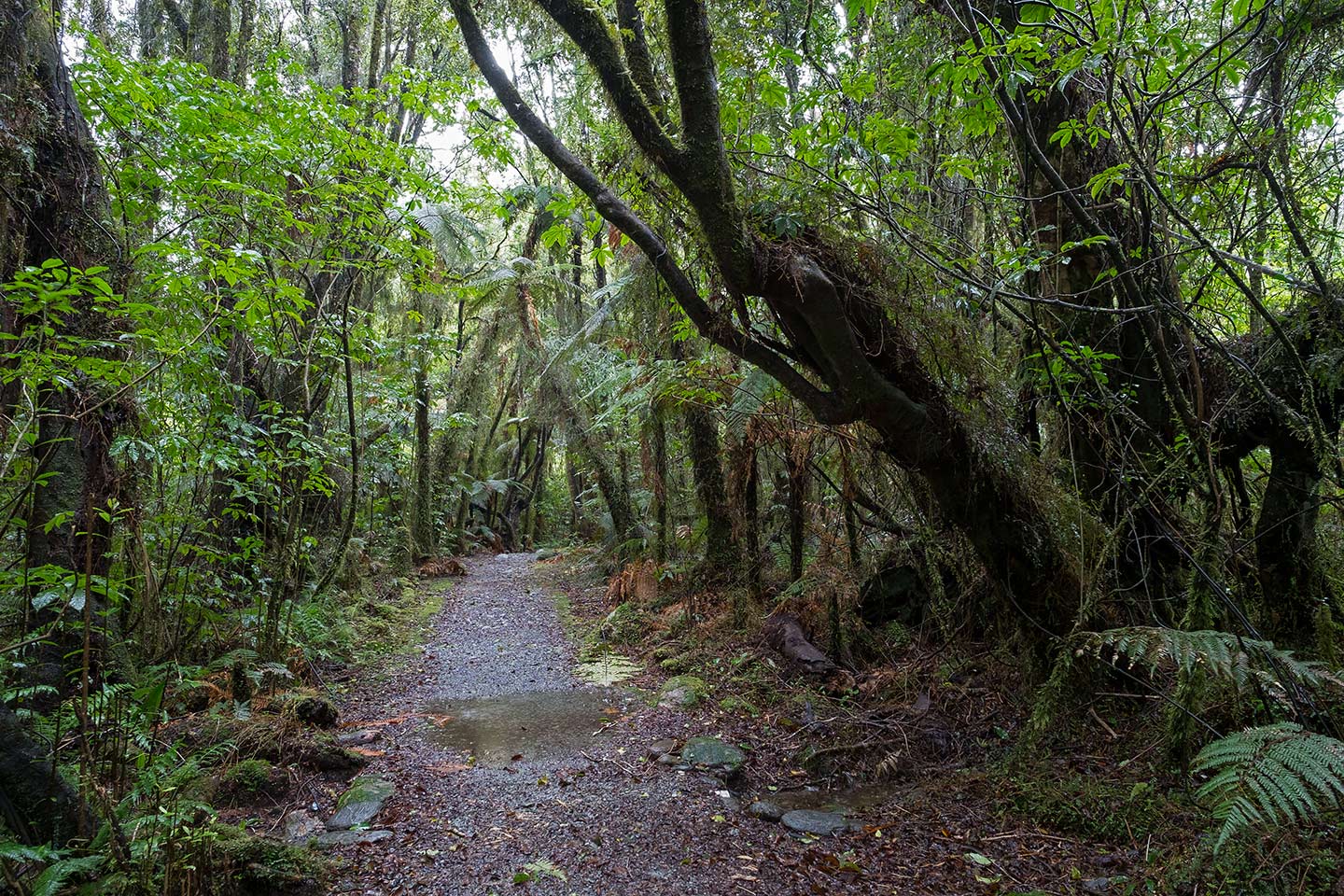 Terrace Walk, Westland Tai Poutini National Park, New Zealand