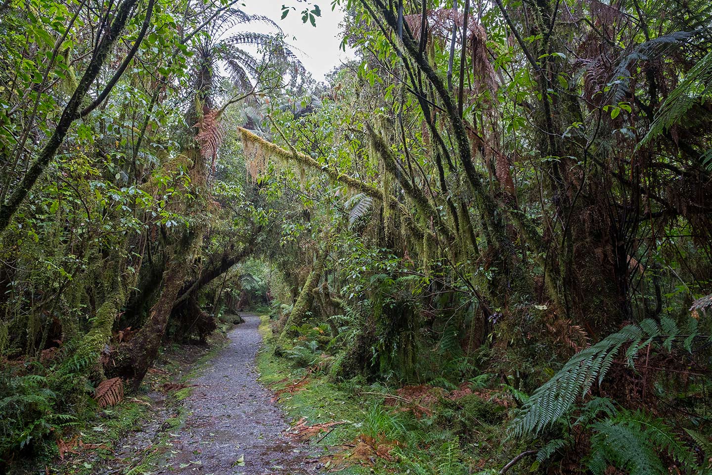 Terrace Walk, Westland Tai Poutini National Park, New Zealand